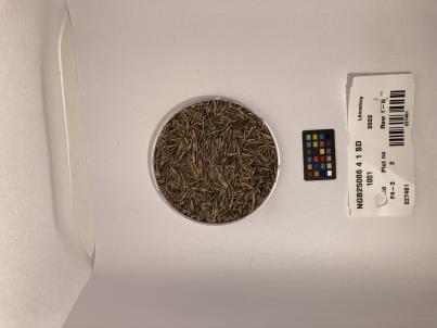 SEED